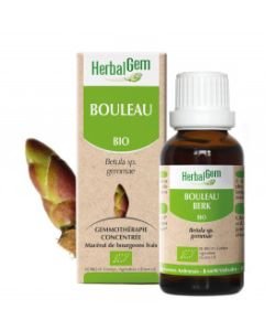 Bouleau (Betula) bourgeon